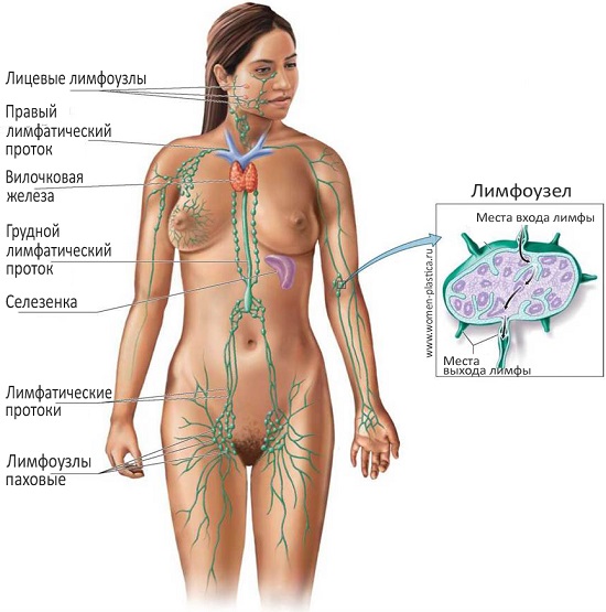 Схема расположения лимфатических сосудов и путей оттока лимфы в теле человека
